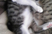 【画像多め】ぐっすり眠る子猫の頃のうちの猫達…これがこうなったwww