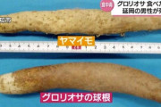 ヤマイモと間違え「グロリオサ」の球根を食べてしまった男性死亡「食用と間違いなく判断できない植物は食べないで」