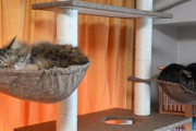 【画像】キャットタワーを買い換えたら猫たちは特に気にしてないみたい、はみ出てるけどwww