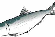 ニシンとかいう美味いかと言われるとちょっと微妙な魚