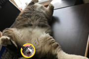 【ねこ画像】セクシーなヘソ天姿を大量に撮られてしまった猫さん…自主規制入っちゃってますwww