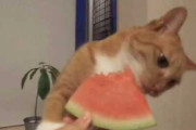 猫がスイカ食ってる・・【再】