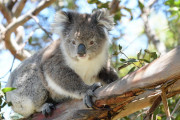 オーストラリア、コアラ保護に４年で４０億円支出(???)  [少考さん★]