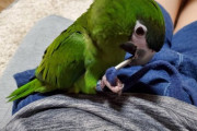 インコ飼いだしたんやが（※画像あり）