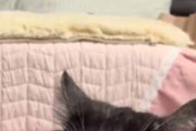 猫がソファの上でくつろいでいた。貫禄ある体格で流し目！ → 猫はちょっぴりイケメンです…
