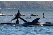 【前触れ】オーストラリアのタスマニア西海岸で「クジラ約250頭」が浅瀬に打ち上げられているのが見つかる！