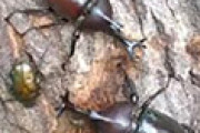外国人「日本でカブトムシがメスをめぐるバトルの様子が面白い！」