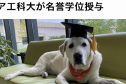 【悲報】なんJ民の学歴、犬未満だった