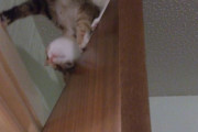 【ねこ画像】ドアでぱかぁ、リバース中に乗っかる ほか