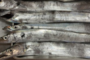 【画像】魚釣り行った