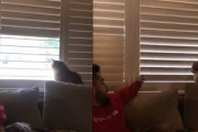 人間vs猫 ブラインドの開閉対決