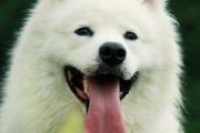 【画像】『サモエド』とかいう真っ白でふわふわのデッカいイッヌwwww
