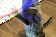 【画像】猫が発情期