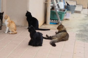 【画像】猫の集会に新参者あらわる?