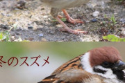 【超画像】夏のスズメと冬のスズメの違いがこちらｗｗ