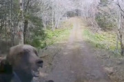 【恐怖】北海道で子連れの熊に襲われた車載映像がこっわすぎる(@_@;)