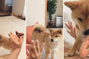 飼い主さんのオモチャを消すマジックに素直に驚く柴犬ちゃんがとても可愛い