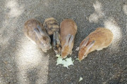 広島のうさぎ島きたでー