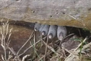 ゾンビの足！？丸太の隙間から突き出た5本指にネットが震撼、その正体は？