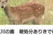 荒川の鹿さん。殺処分へ。ダレノガレの取り巻きが処分反対の署名活動開始！