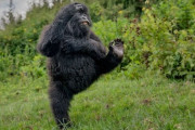 【画像】ゴリラのダンス激写されるｗｗｗｗｗｗｗｗｗｗｗｗｗｗｗｗｗｗｗｗｗｗｗｗｗｗｗｗｗｗｗｗｗｗｗｗｗｗｗｗ