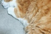 もしかして猫って触られるの嫌いなのか？
