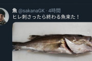 【悲報】　Twitter民、「触ったら終わる魚」を触って終わる