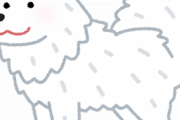 【画像】「サモエド」っていう白いモフモフした犬知ってる？