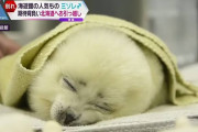 【画像】赤ちゃんアザラシのミゾレ、可愛すぎる