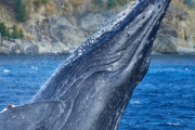 ザトウクジラの交尾の撮影に世界で初めて成功！　研究者「ん……？」