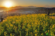 【登り口は4ヵ所】富士山と相模湾を一望できる吾妻山公園で、6万株の早咲き菜の花が見頃！