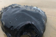 【不気味】カリフォルニアの海岸にメチャクチャ真っ黒な「珍しい深海魚」が打ち上げられる！