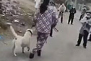 【動画】 中国で「ペットがコロナ拡散」との噂が広まり、村中の犬が撲殺される