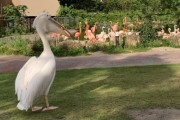 X民「某動物園、クソデカいペリカンがその辺自由に歩いてるのすげー！」→直後とんでもない展開にｗｗｗｗｗｗ