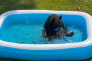 「暑い日はこれが一番！」ビニールプールで遊ぶクマがまるで人間の子供のようで可愛らしい