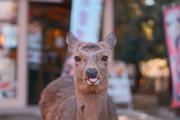 コロナでさまようシカない　奈良