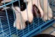 子犬がケージの中にいた。すぐそばにボウルが置いてある。ぐぬぬ～！ → 子犬はこうなっちゃう…
