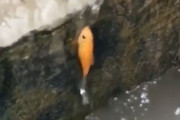 【すげぇ】垂直の壁を登りきる魚が撮影され海外SNSで話題に（※動画あり）