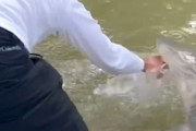 【衝撃】海水で手を洗おうとした釣り人さん、サメにがっぷり噛みつかれてしまう(((ﾟДﾟ)))