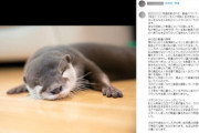 【悲報】女インフルエンサー、『カワウソを棍棒で叩く動画』が拡散され書類送検されてしまうｗｗｗｗ