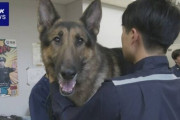 空港で麻薬探知犬に反応された人が協力した後に職員から言われた一言