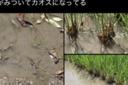 ザリガニ、田んぼで茹で上がる。暑すぎて稲をのぼる様子がまるでクモの糸（※画像あり）