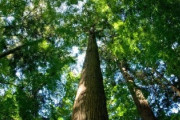ワイ、クワガタ採りに行く予定、眠れない件