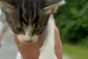 【動画】彡(ﾟ)(ﾟ)「捨て猫おるやん。保護したろ」　彡()()ﾟﾟ「ファッ！？」