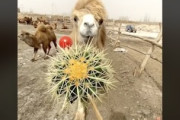 硬いトゲのついたサボテンをバリバリ食べるラクダの映像が人気に。