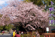 海外「私のコロナ恐怖症は美しい桜で吹き飛ばされた」上野公園に咲く満開の寒桜の動画が話題に（海外の反応）