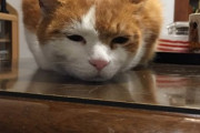 【ねこ画像】おやつをキャッチしようとする猫さん…あれ、なんか事故ってますねwww