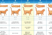 ねこの体格