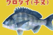【画像】昨日、釣りしに行った釣果がこちら