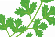 パクチーとかいう誰もクソ不味いと言ってはいけない雰囲気の野菜